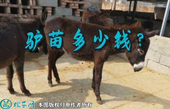 驴苗多少钱？现在一头肉驴苗多少钱？