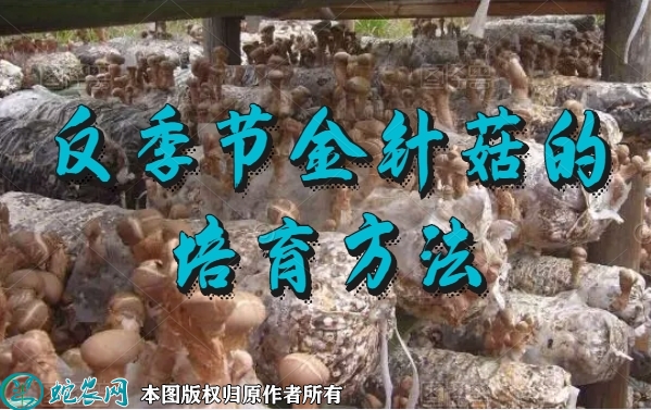 金针菇的培育方法、反季节栽培金针菇技...