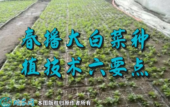 怎么种白菜？春播大白菜种植技术六要点...
