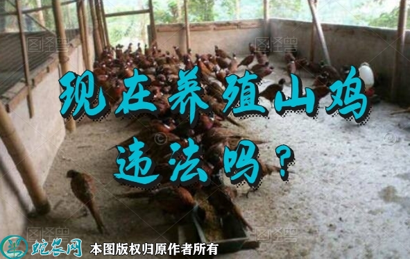 养殖山鸡、现在养殖山鸡违法吗？