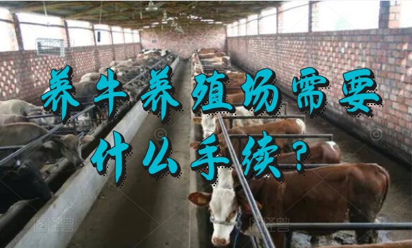 养牛养殖场、养牛养殖场需要什么手续？