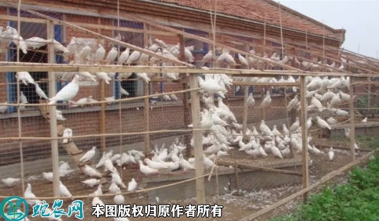 1000对肉鸽一年利润？肉鸽的养殖成...