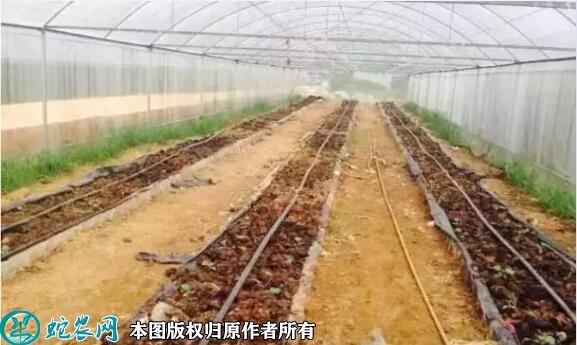 有机蔬菜无土栽培技术