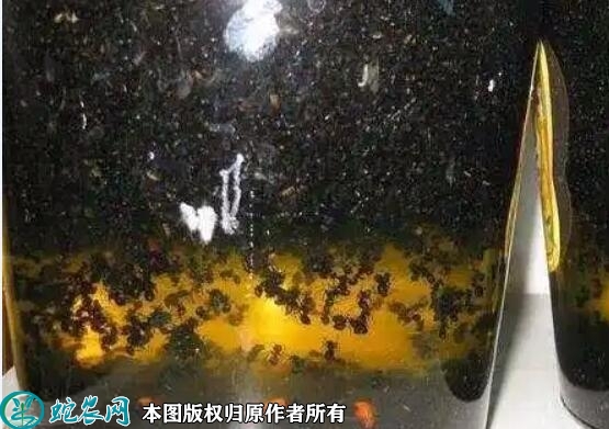 黑蚂蚁泡酒有什么功效？