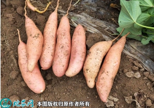 2022年7月龙薯9号红薯种苗价格多...