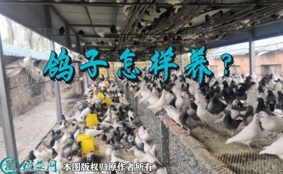 鸽子怎样养？初养肉鸽注意事项！