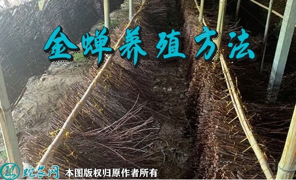 金蝉养殖方法、金蝉蝉蚁的播撒与人工饲...