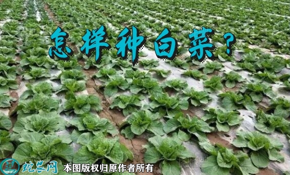 怎样种白菜？秋白菜的高产管理技术！