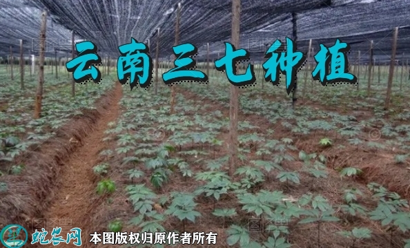 云南三七种植、三七抗旱保收种植技术