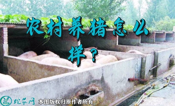 农村养猪怎么样？在农村养猪效益怎么样...