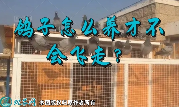 经验：鸽子怎么养才不会飞走？