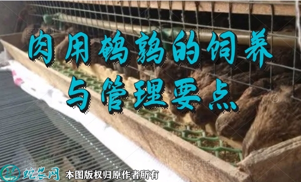 养殖鹌鹑、肉用鹌鹑的饲养与管理要点