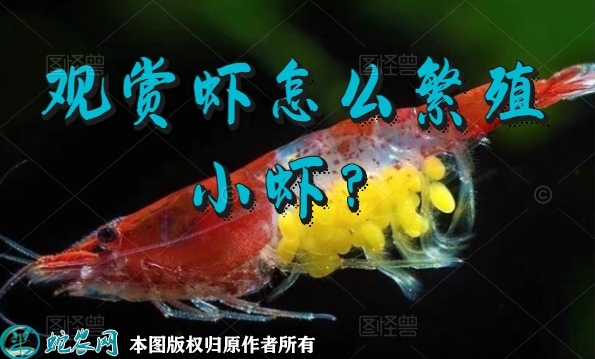 观赏虾繁殖、观赏虾怎么繁殖小虾？