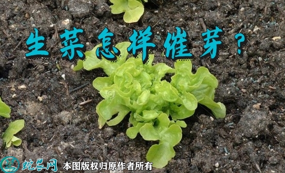 生菜怎样催芽？生菜种子催芽方法及步骤...