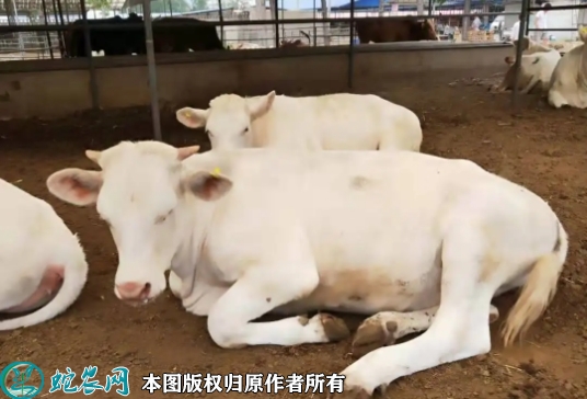 2022年5月23日夏洛莱牛犊价格多...