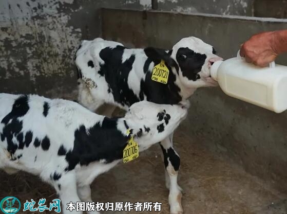 2022年5月23日奶牛犊价格多少钱...