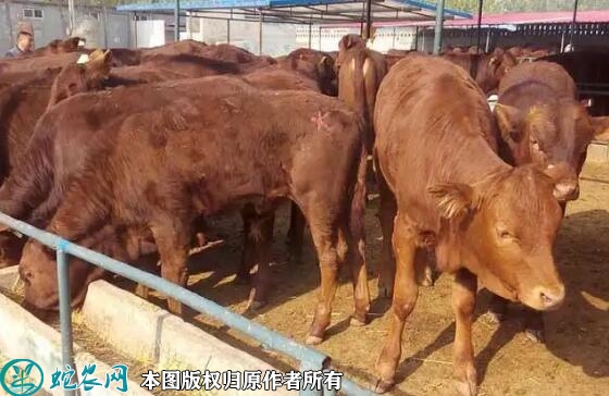 2022年5月23日架子牛犊价格多少...