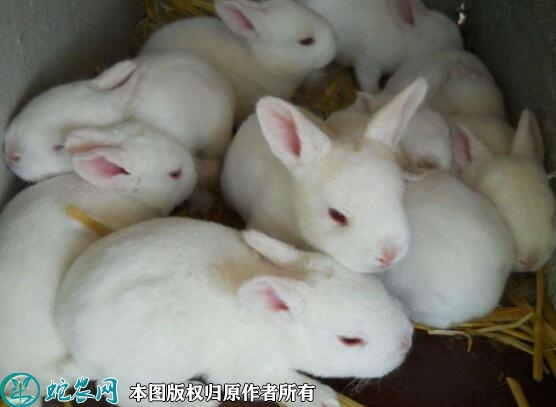 2022年5月24日肉兔种兔价格多少...