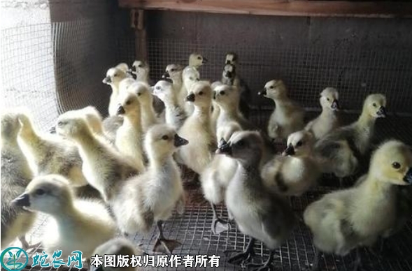 2022年5月26日狮头鹅苗价格多少...