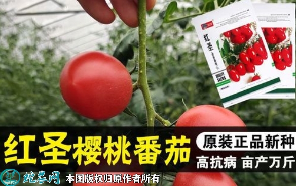 2022年6月7日樱桃番茄种子价格多...