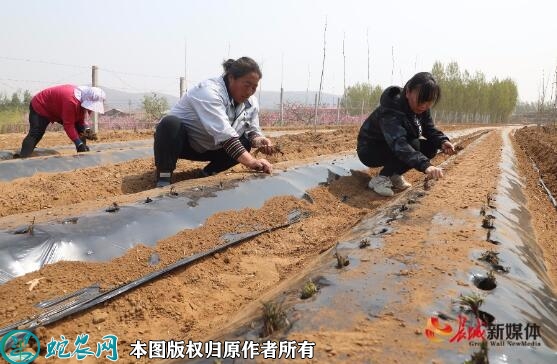 怎样种植丹参？丹参覆膜高产栽培技术！