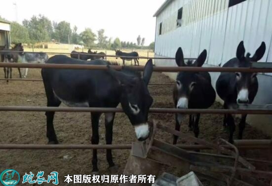 杂交驴、驴是杂交品种吗？