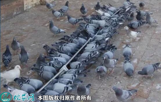 肉鸽品种有哪些？肉鸽品种哪个最好？