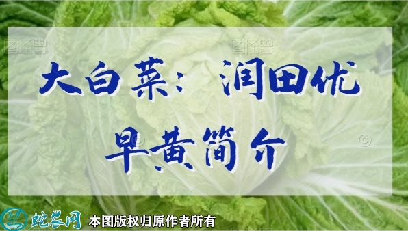 大白菜新品种：润田优早黄简介