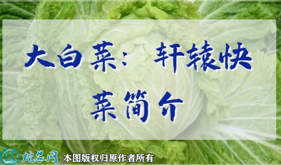 大白菜新品种：轩辕快菜简介