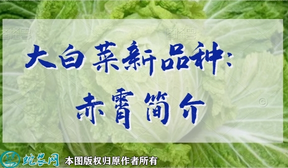 大白菜新品种：赤霄简介
