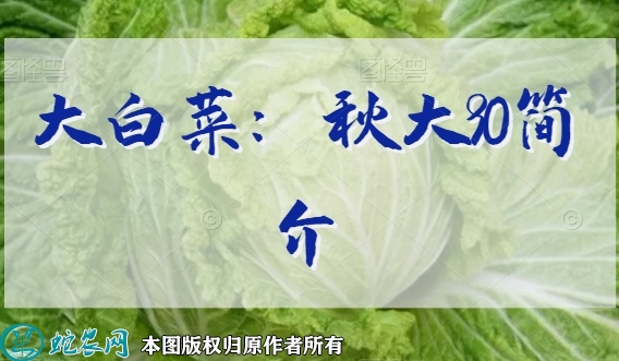 大白菜新品种：秋大90简介