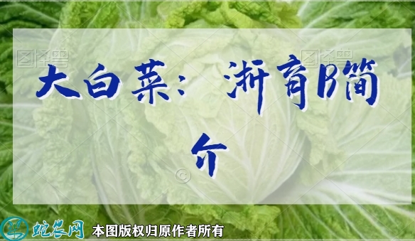 大白菜新品种：浙育19简介