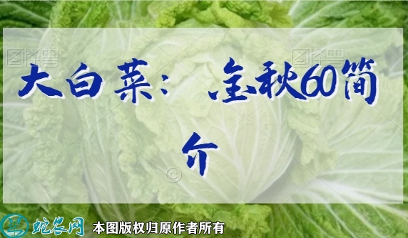大白菜新品种：金秋60简介