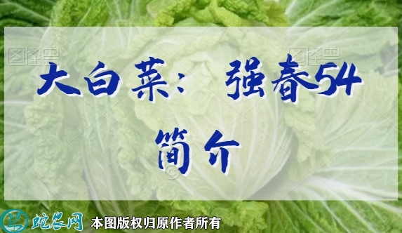 大白菜新品种：强春54简介