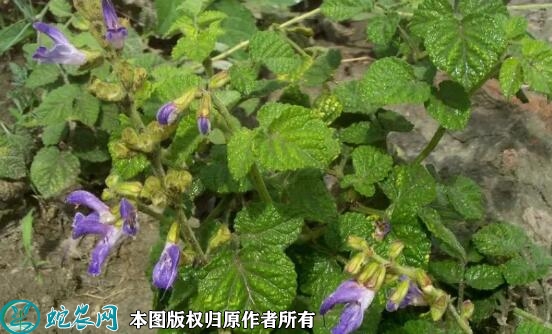 丹参的作用、丹参功效与作用有哪些？