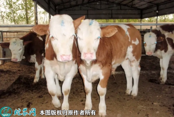 西门塔尔牛犊价格多少钱一头？2022...