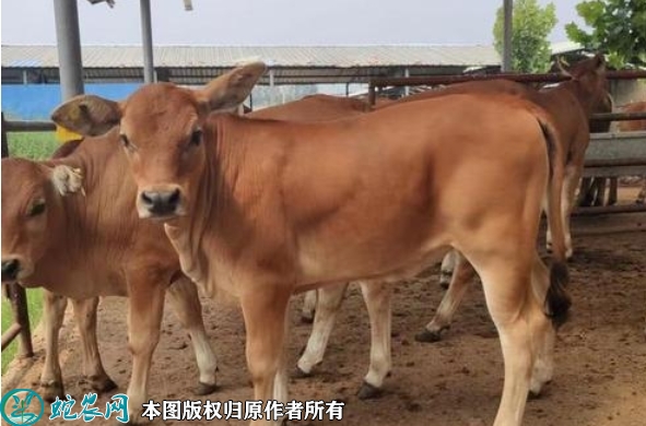 秦川牛犊价格多少钱一头？2022年1...