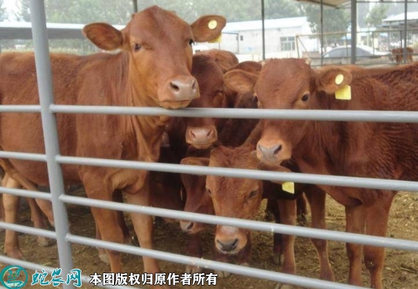黄牛犊价格多少钱一头？2022年12...