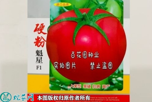 硬粉番茄种子价格多少钱一斤？2023...