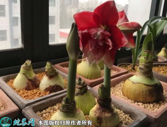 朱顶红种球价格多少钱一斤？2023年...