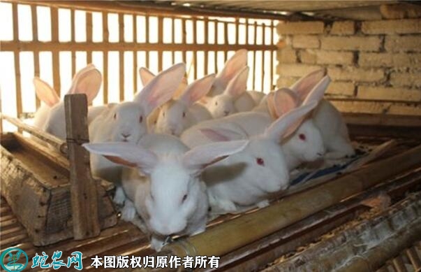 中国养兔网