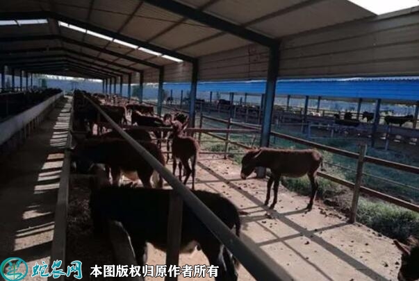 养驴骗局、养驴是骗局吗？