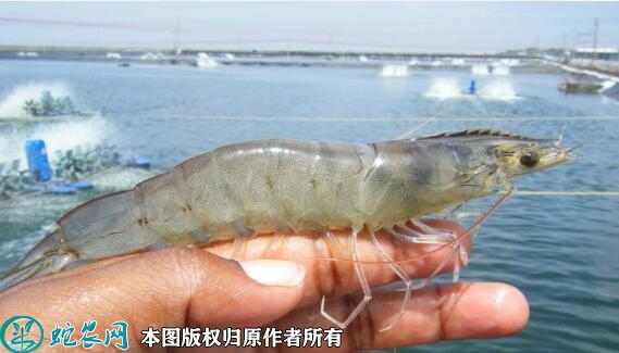 南美白对虾如何养殖？