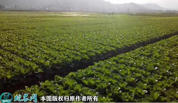 白菜怎样种？秋季大白菜种植技术要点？