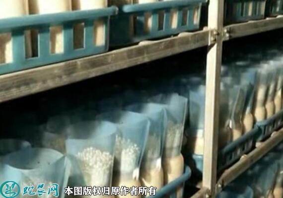 金针菇种植方法视频