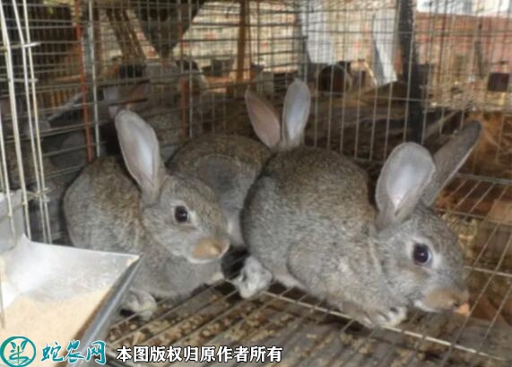 养兔子怎么找销路？