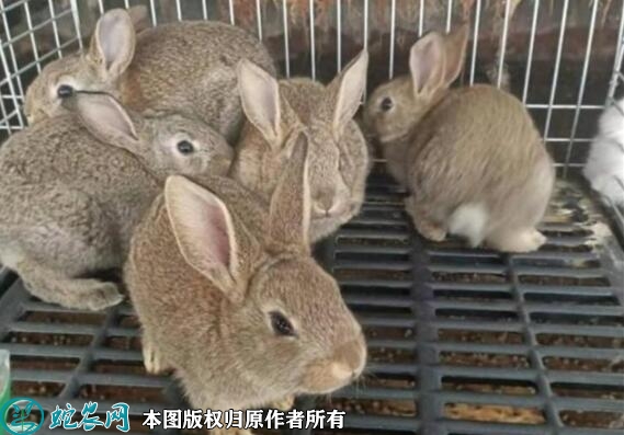 养兔子赚钱吗？