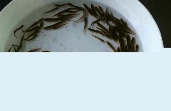 泥鳅苗一斤有多少尾？