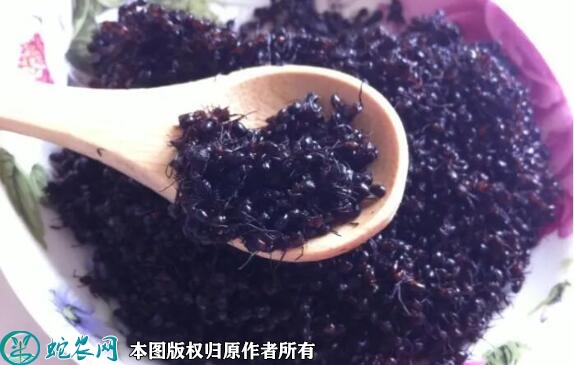 黑蚂蚁吃多久见效？