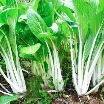 京白菜、京白菜又叫什么？